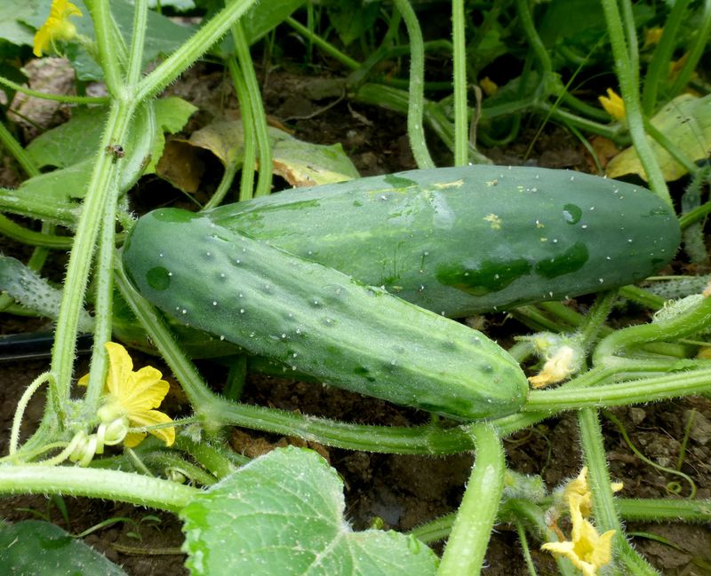 Choose Varieties That Match Your Garden Space