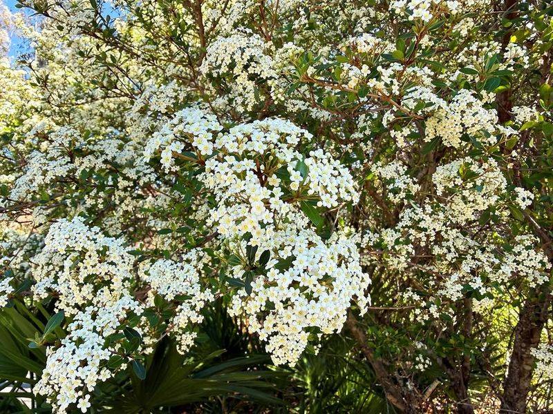 Choose Walter's Viburnum For Light Shade