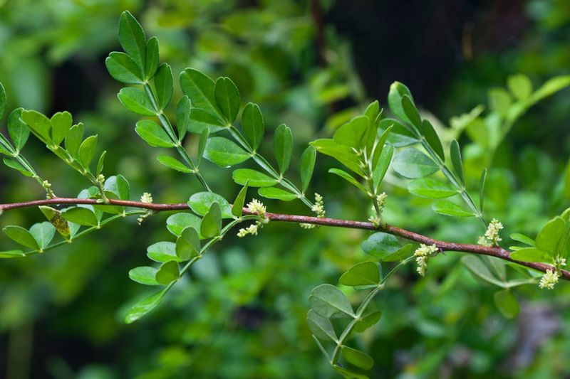 Choose Wild Lime For Lush Leaves And Wildlife Value Choose Wild Lime For Lush Leaves And Wildlife Value