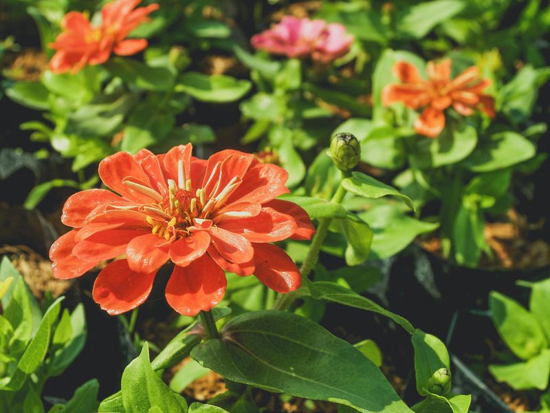 Choose Zinnias For Full Sun Color That Handles Florida Heat