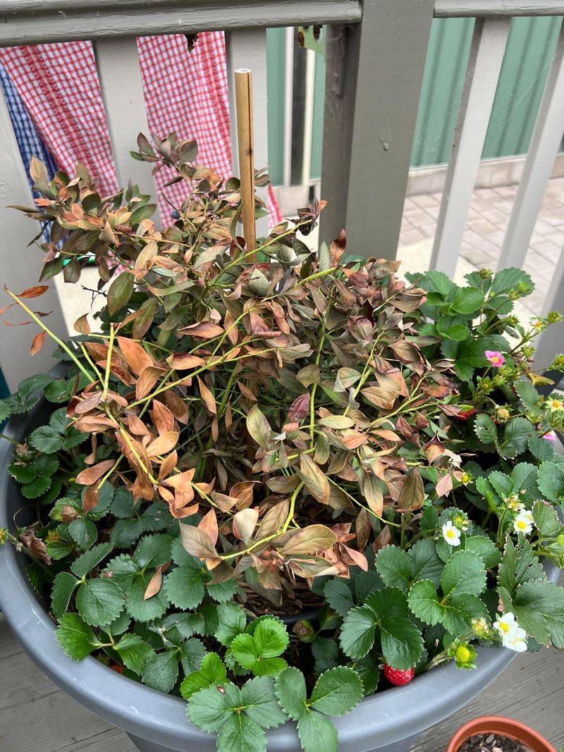 Choosing A Spot With Poor Drainage Or Too Much Shade