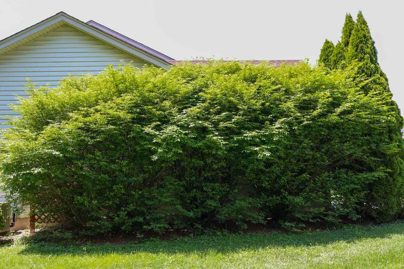Choosing Plants That Outgrow The Space