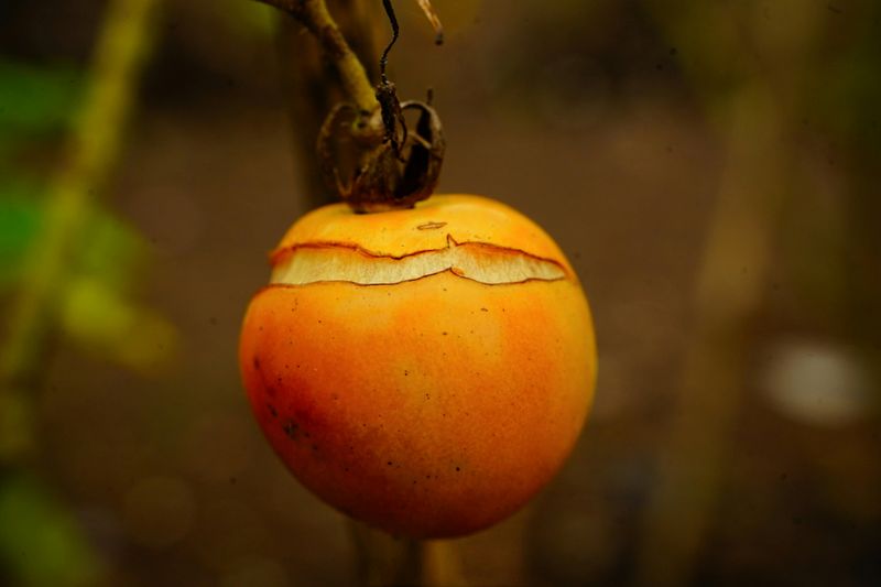 Choosing Split-Prone Tomato Varieties
