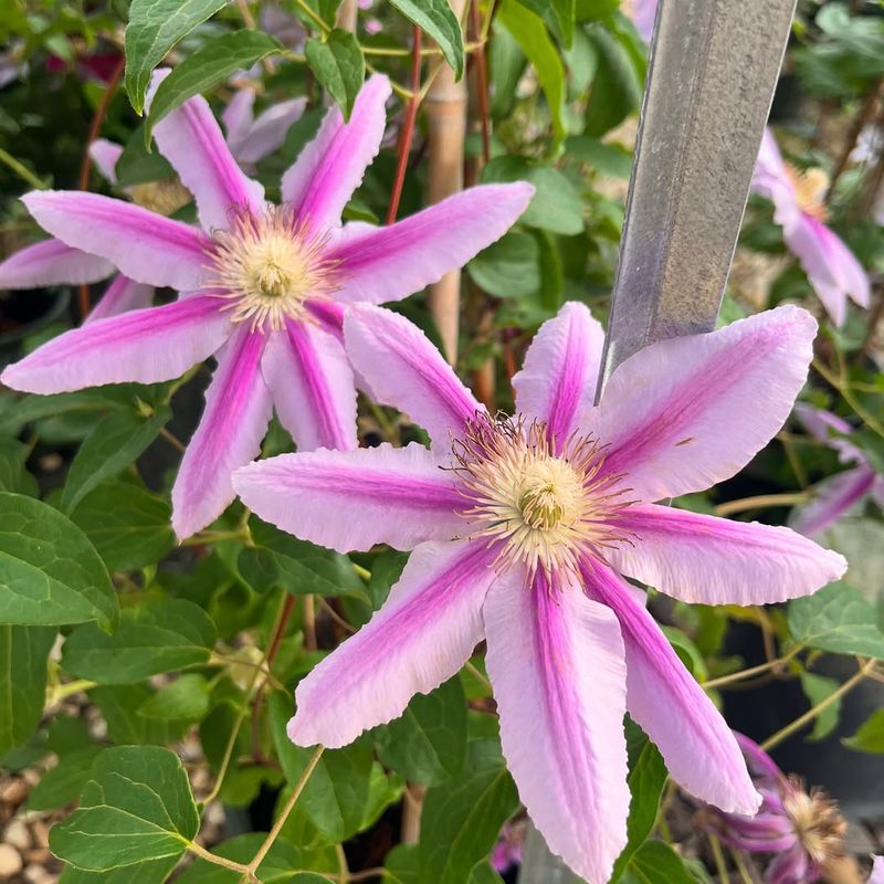 Choosing The Right Fertilizer For More Flowers