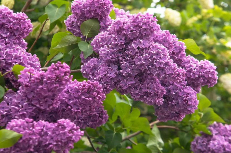 Choosing The Right Lilac Variety Changes Everything In North Carolina