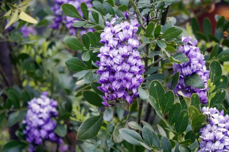 Choosing The Right Native Plant For Your Space