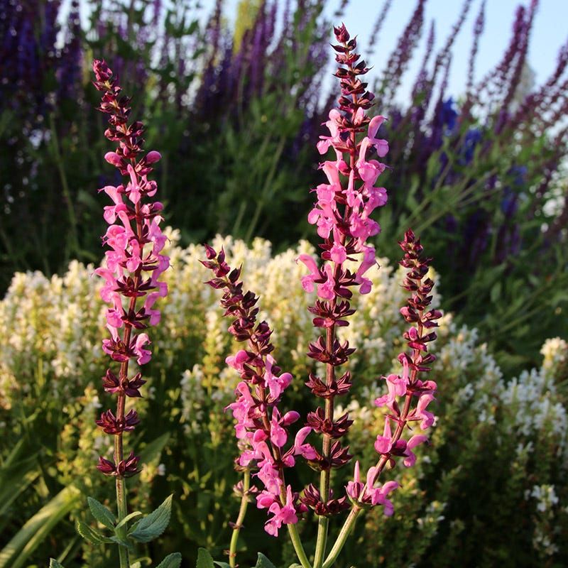 Choosing Varieties Unsuited For Texas Heat