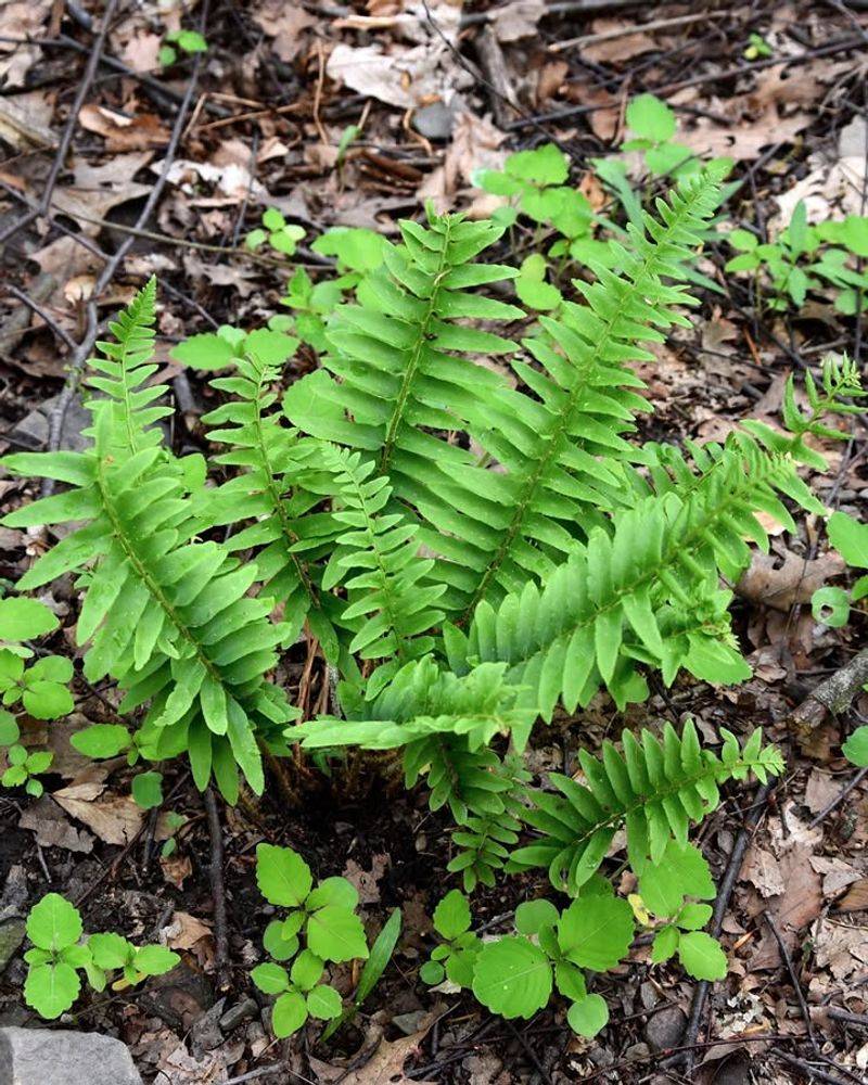 Christmas Fern