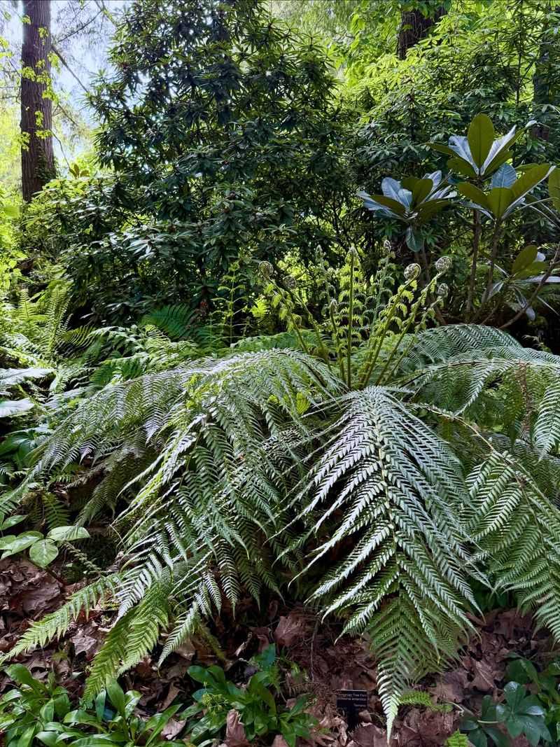 Christmas Fern