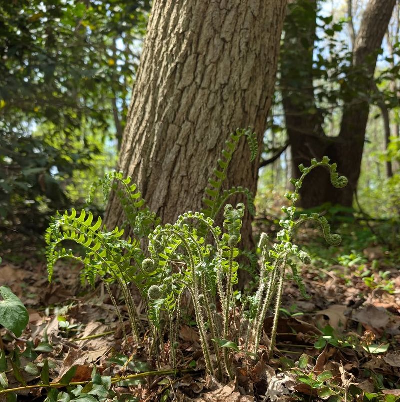 Christmas Fern