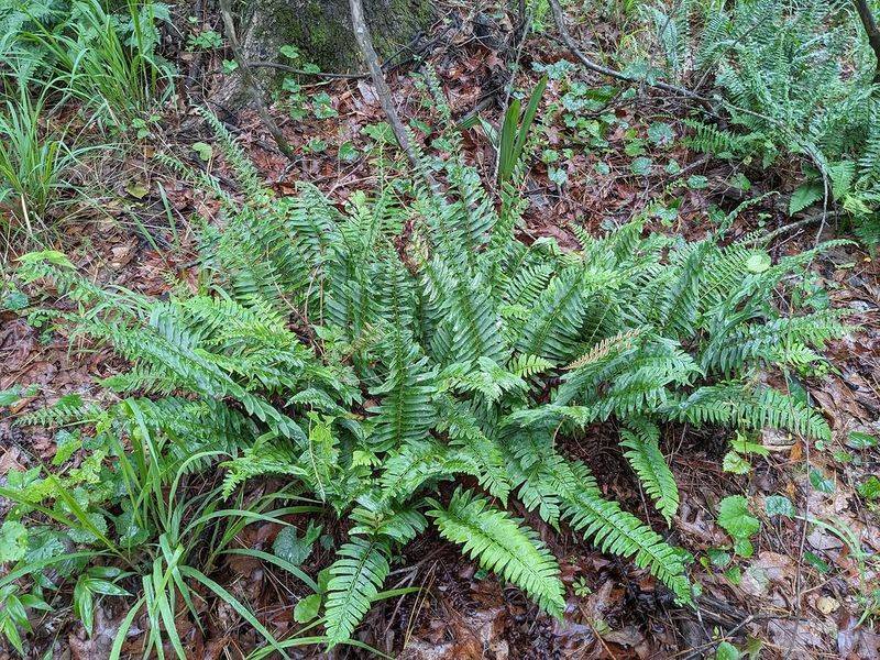 Christmas Fern 