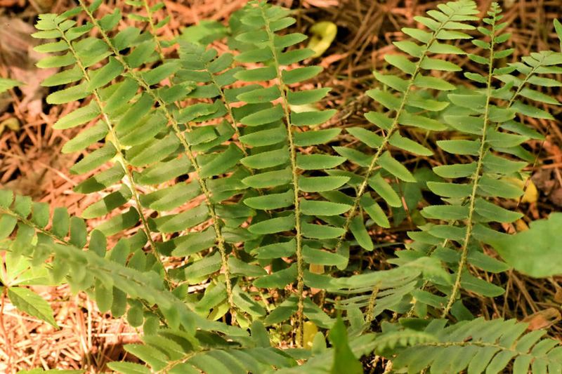 Christmas Fern Brings Evergreen Texture To Shade