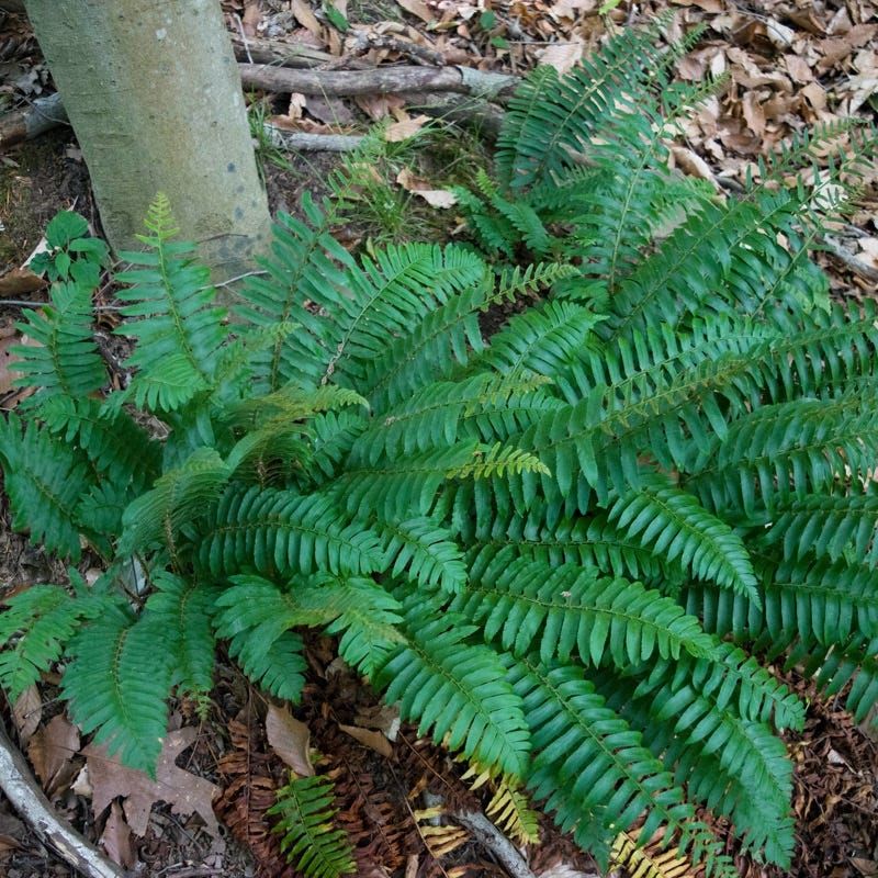 Christmas Fern Keeps Shady Beds Looking Full