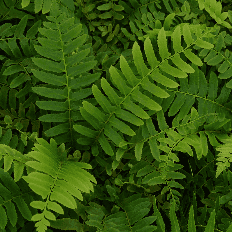 Christmas Fern Keeps Shady Beds Looking Full