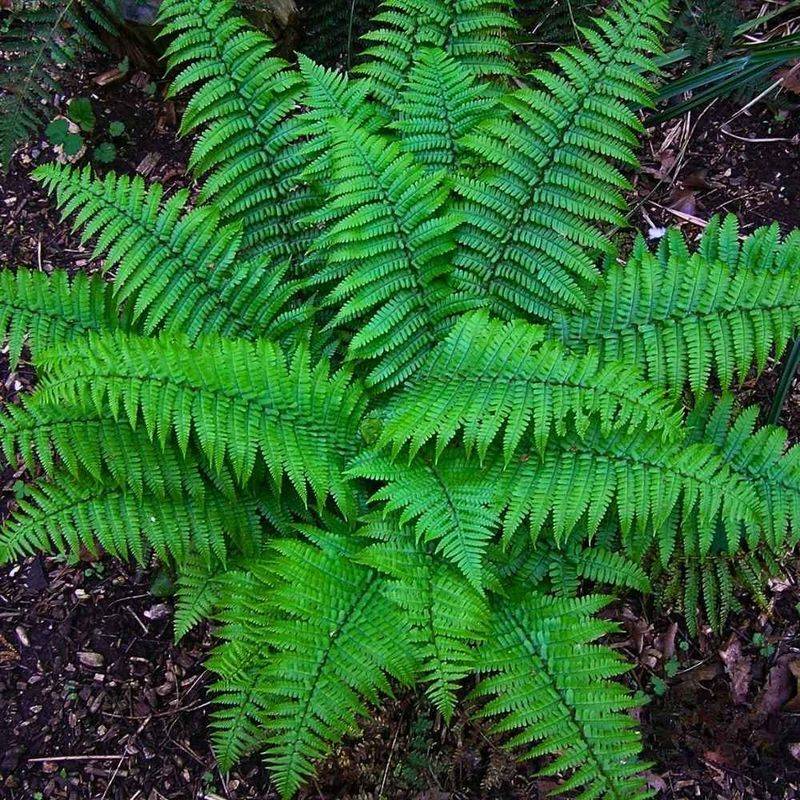 Christmas Fern Slowly Expands Into Larger Woodland Clumps