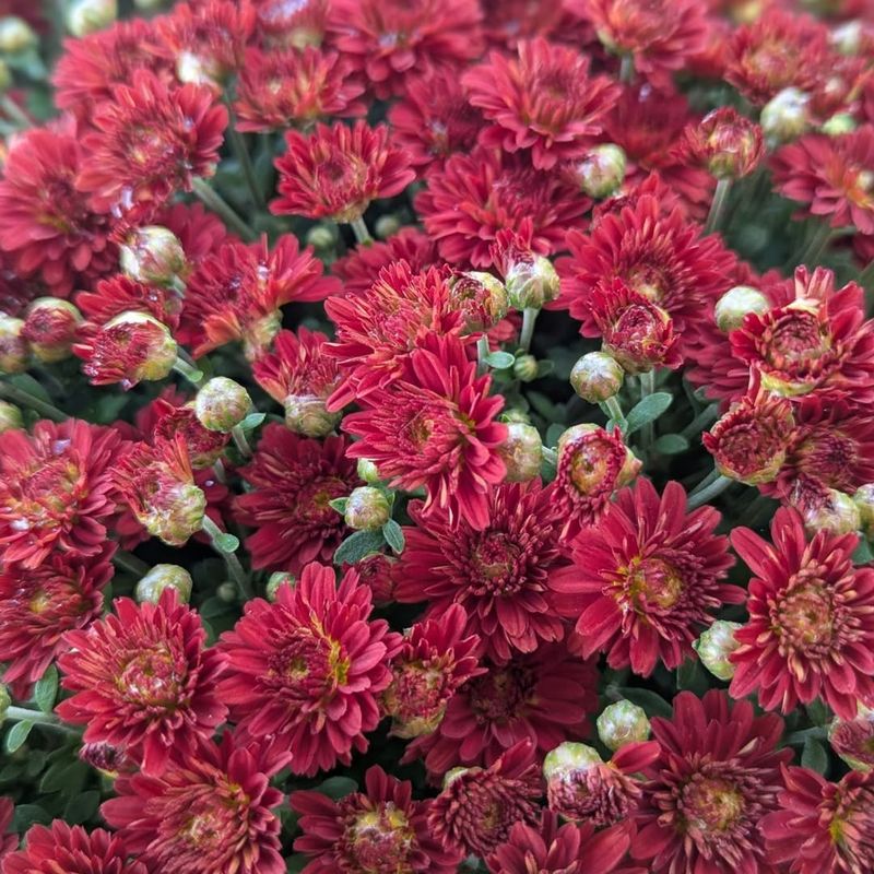 Chrysanthemum