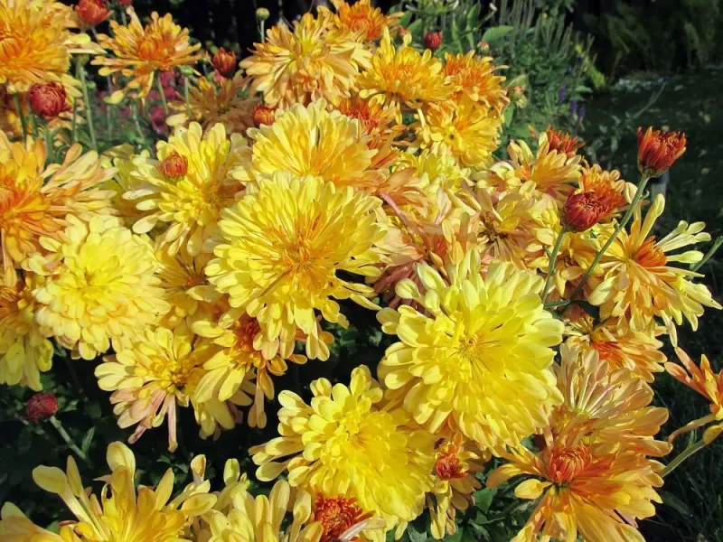 Chrysanthemums (Chrysanthemum spp.)