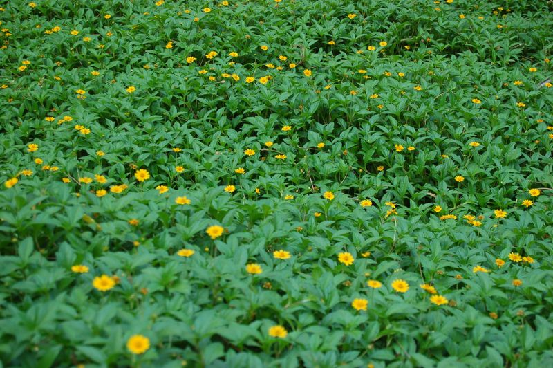 Chrysogonum Virginianum