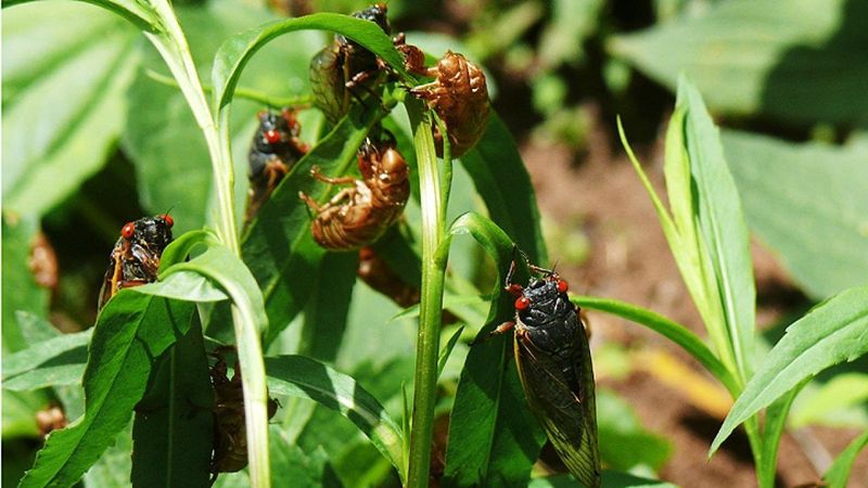 Cicada Noise Peaks During The Warmest Parts Of Day