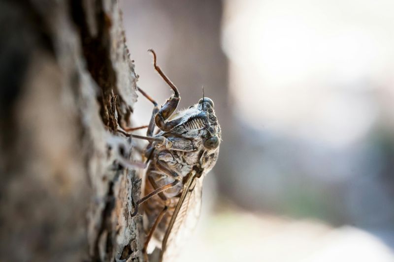 Cicada Season Brings Noise, Shells, And Yard Changes