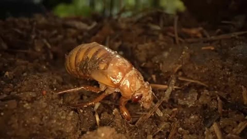 Cicadas Usually Appear Once Soil Temperatures Rise
