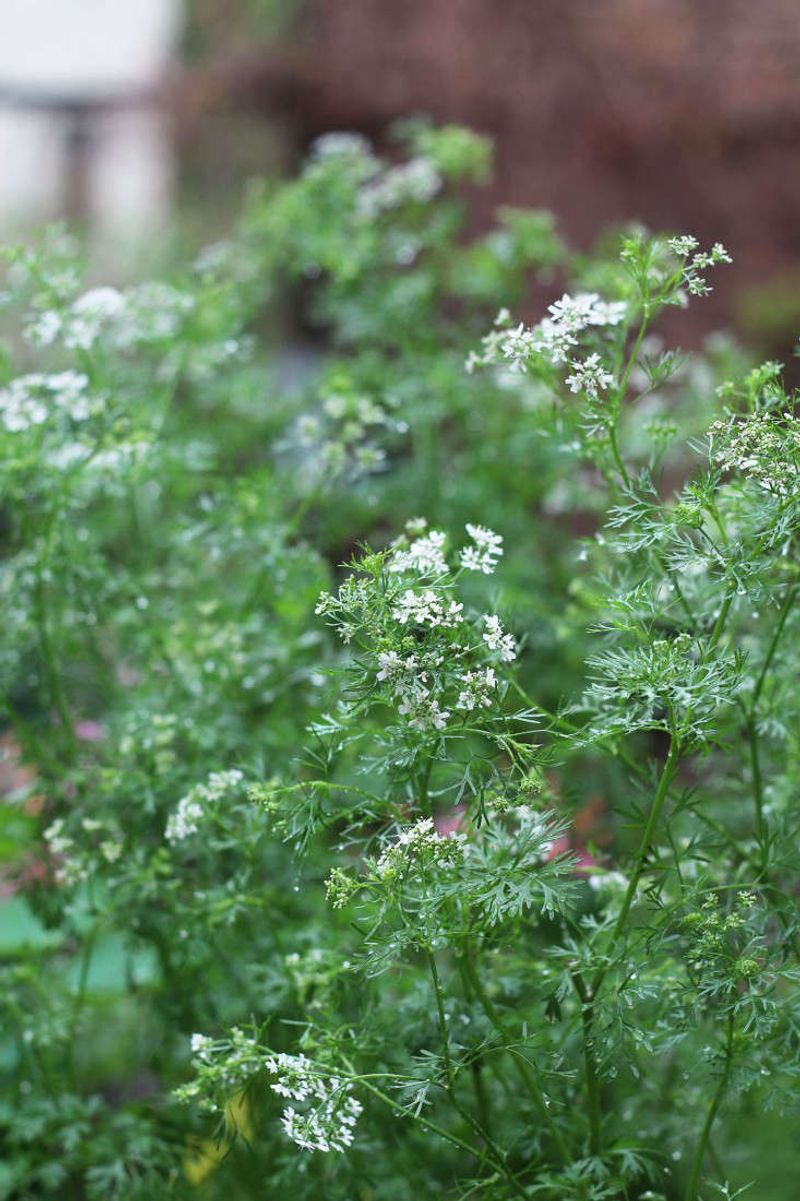 Cilantro Bolts As Days Grow Warmer