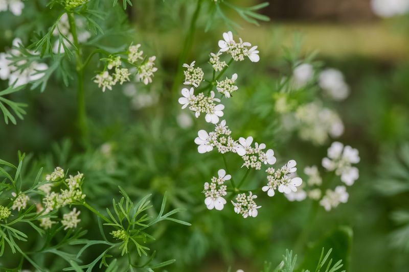 Cilantro Bolts Fast In Afternoon Heat