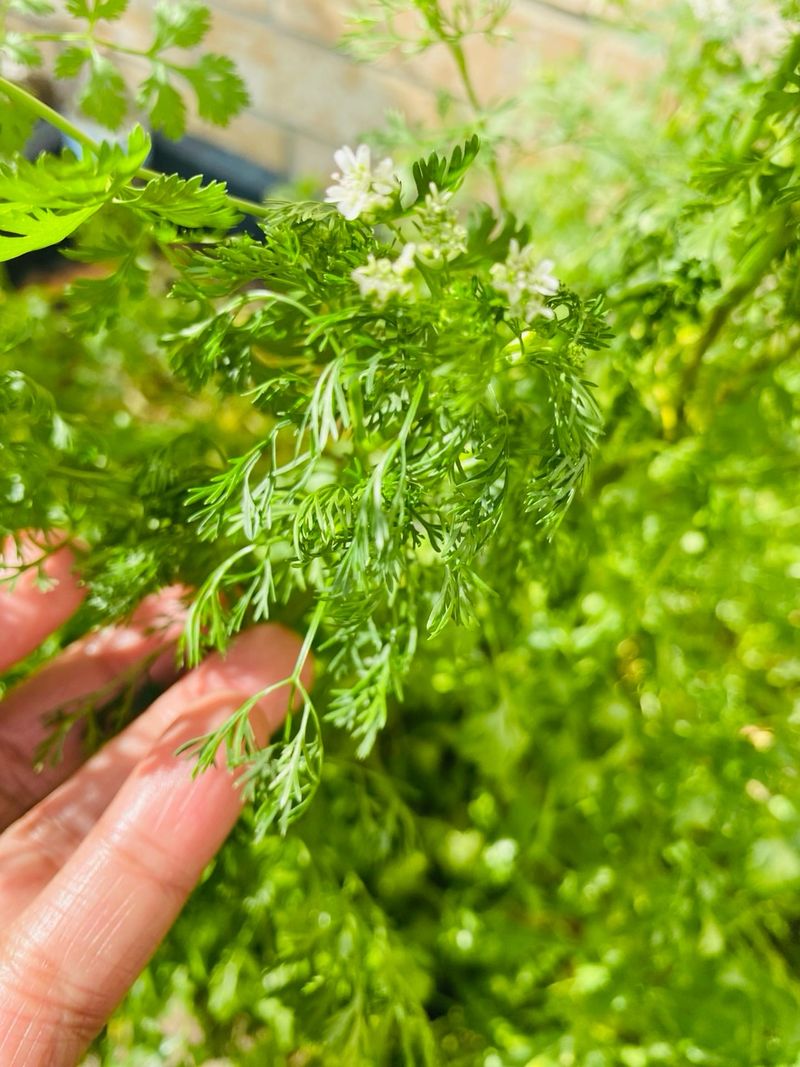 Cilantro Bolts Quickly In Dry Conditions Cilantro Bolts Quickly In Dry Conditions