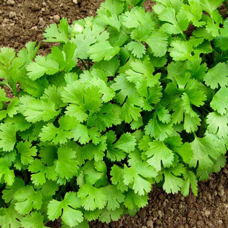 Cilantro Fills Gaps With Fast Fresh Growth