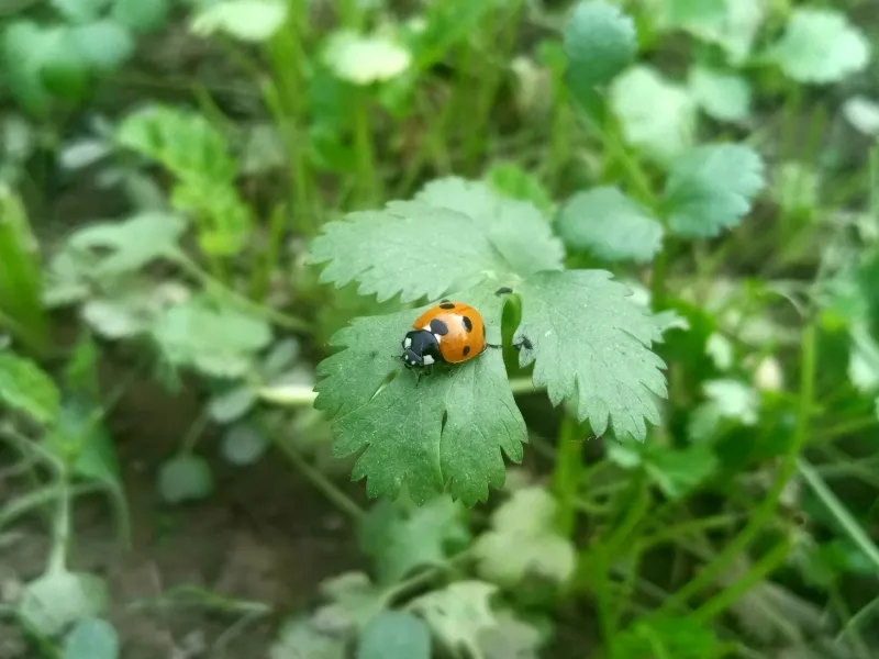 Cilantro Flowers Help Ladybugs Linger In Vegetable Beds