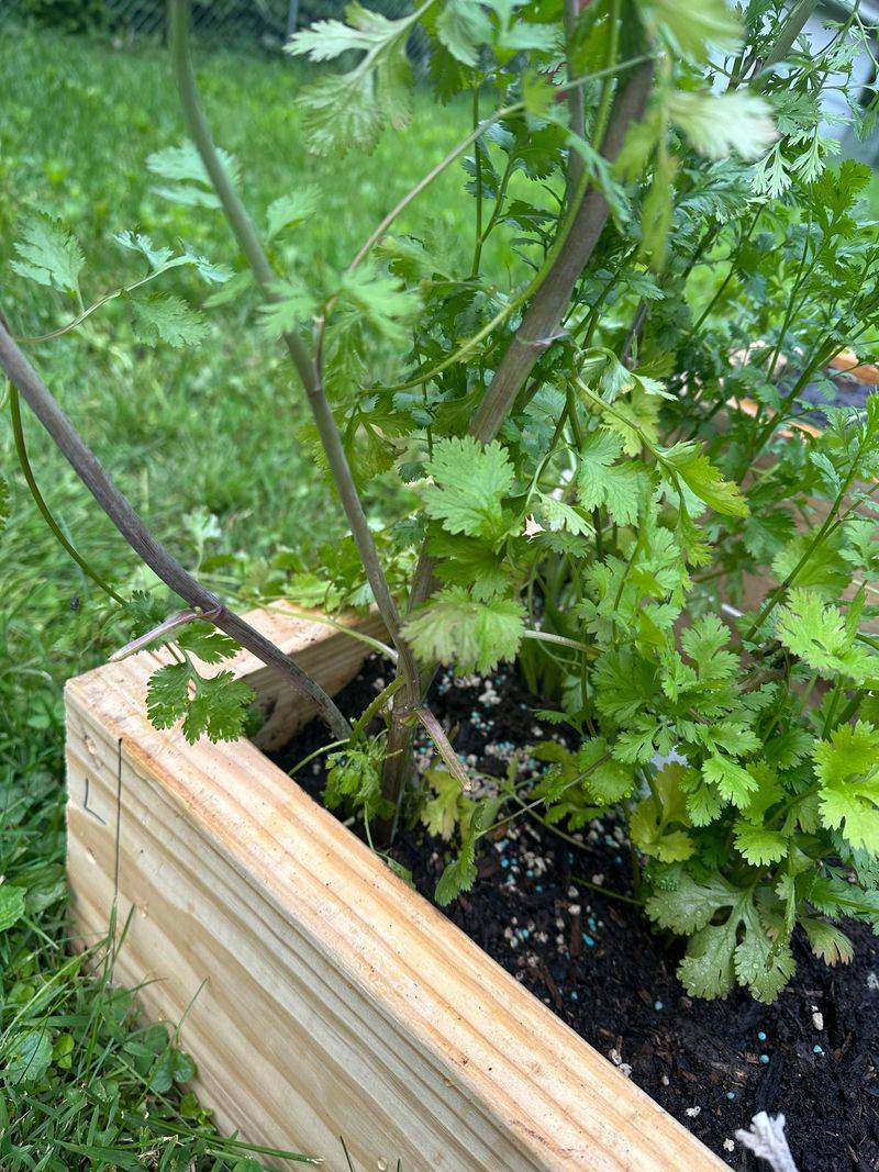 Cilantro Gives A Quick Herb Harvest Before Heat Builds
