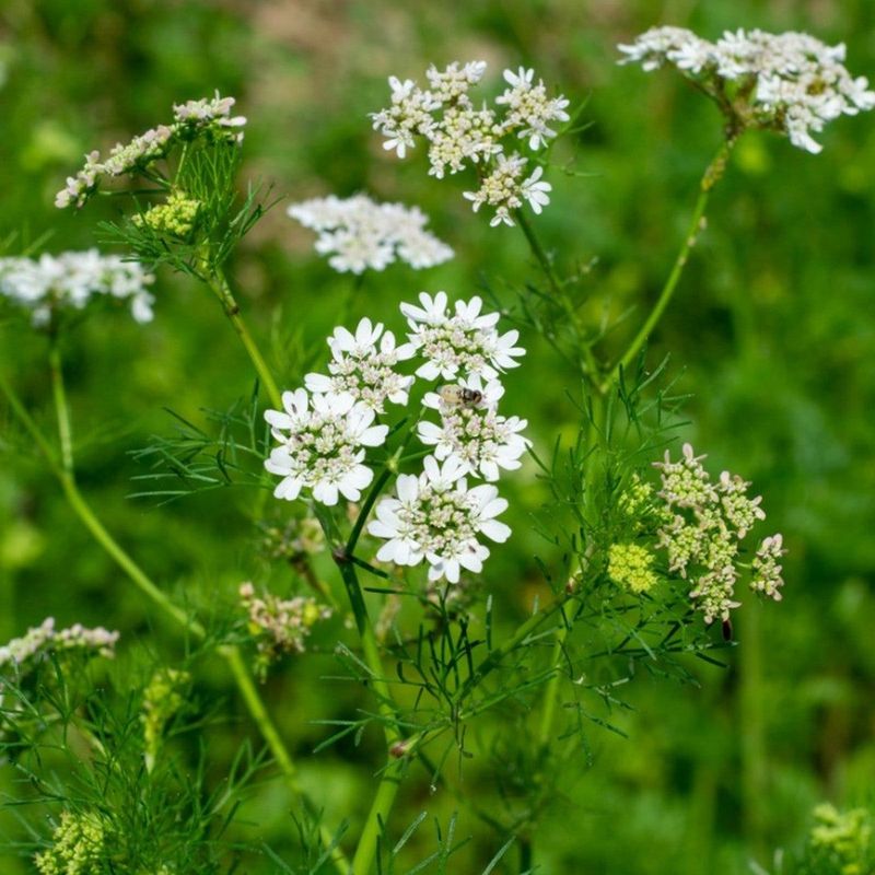 Cilantro Shines Before Ohio Summer Heat Arrives