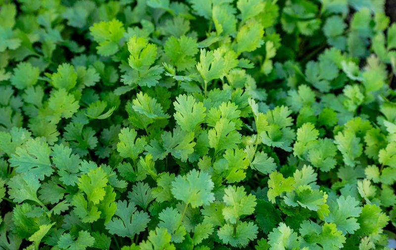 Cilantro Struggles Beside A Dry-Loving Herb