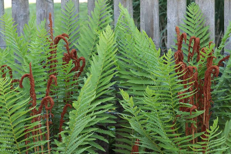 Cinnamon Fern Adds Height And Texture In Shade