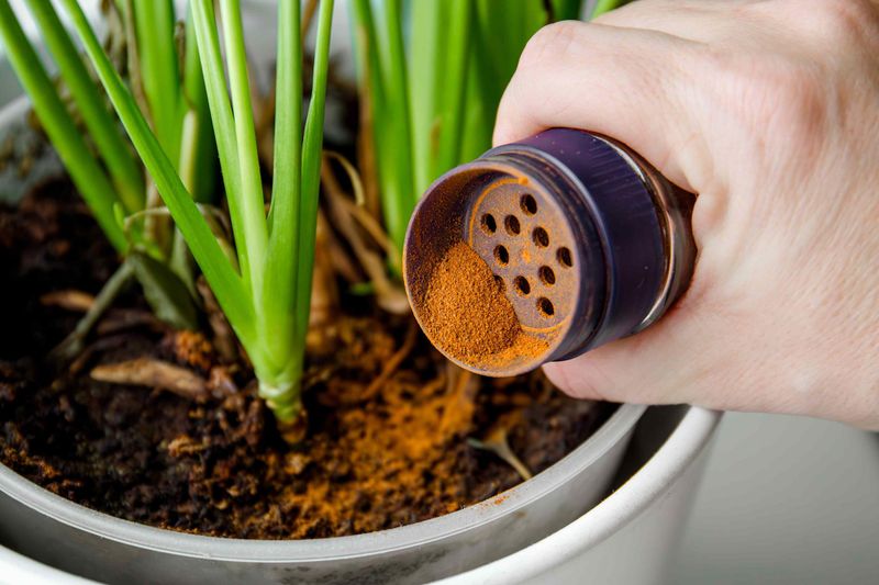 Cinnamon Powder Fights Fungus Naturally