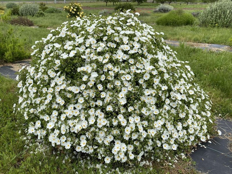 Cistus Pairs Beautifully With Lavender In Sunny Spots