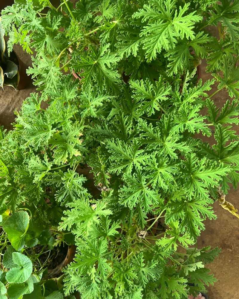 Citronella Geranium Citronella Geranium