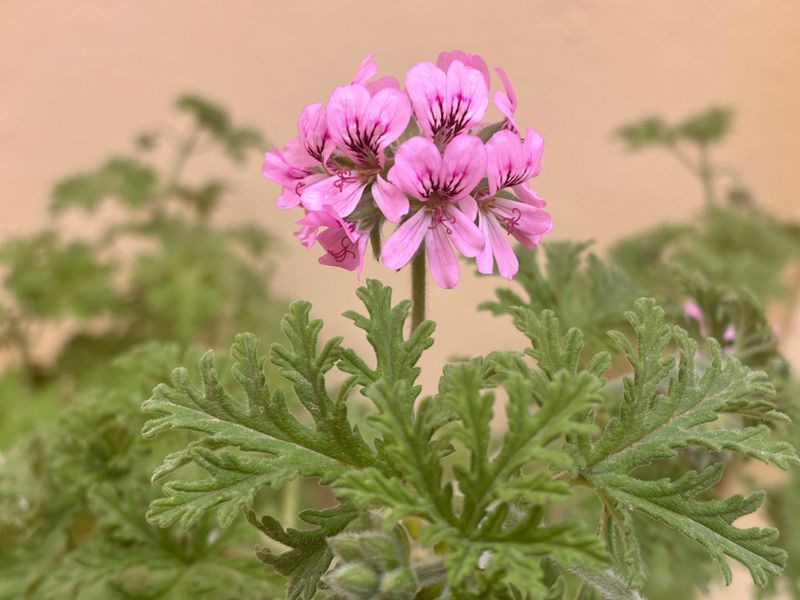 Citronella Geranium