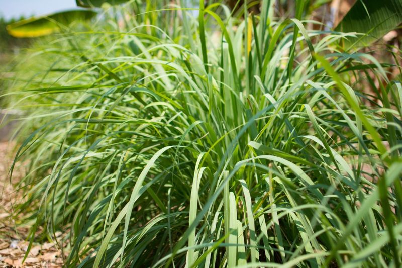 Citronella Grass