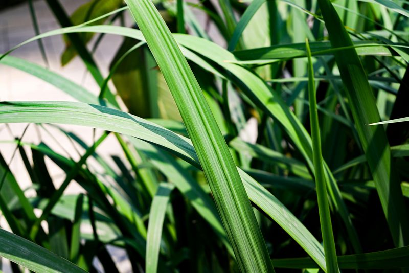 Citronella Grass
