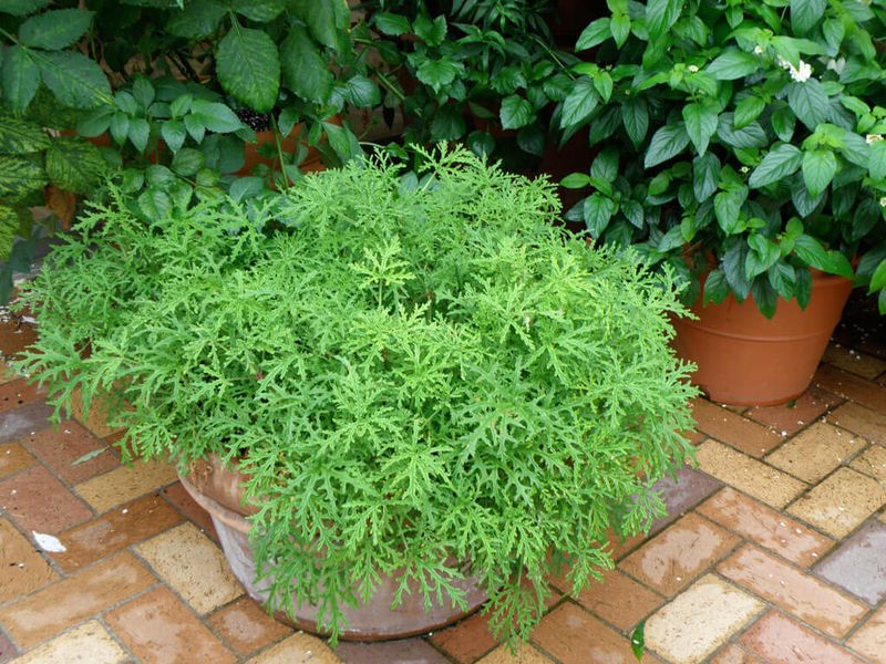 Citronella Grass Brings The Best-Known Repellent Link Citronella Grass Brings The Best-Known Repellent Link