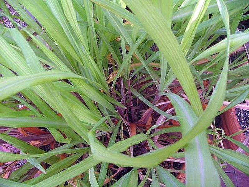 Citronella Grass Brings The Classic Mosquito-Repelling Scent