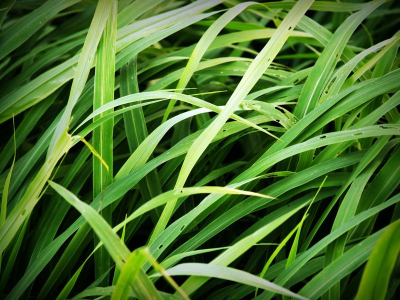 Citronella Grass (Cymbopogon Nardus) Citronella Grass (Cymbopogon Nardus)