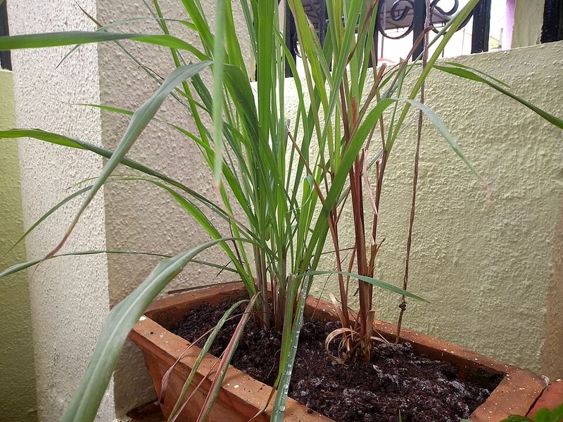 Citronella Grass Forms Large Fragrant Clumps By Mid Summer