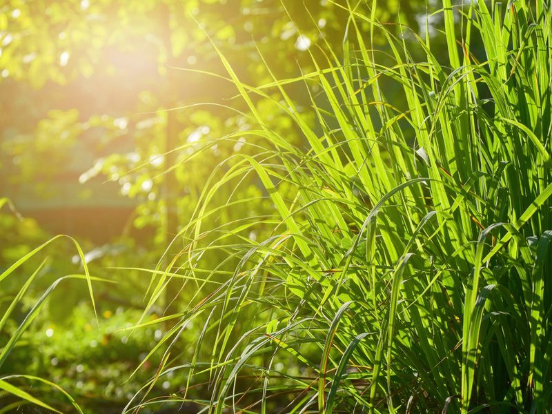 Citronella Grass