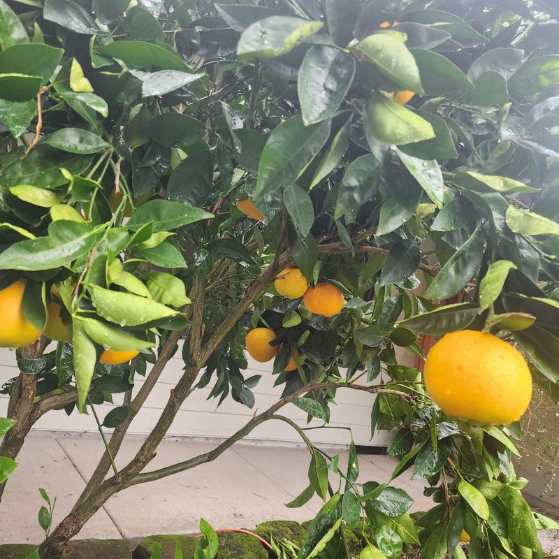 Citrus Isn't Stone Fruit