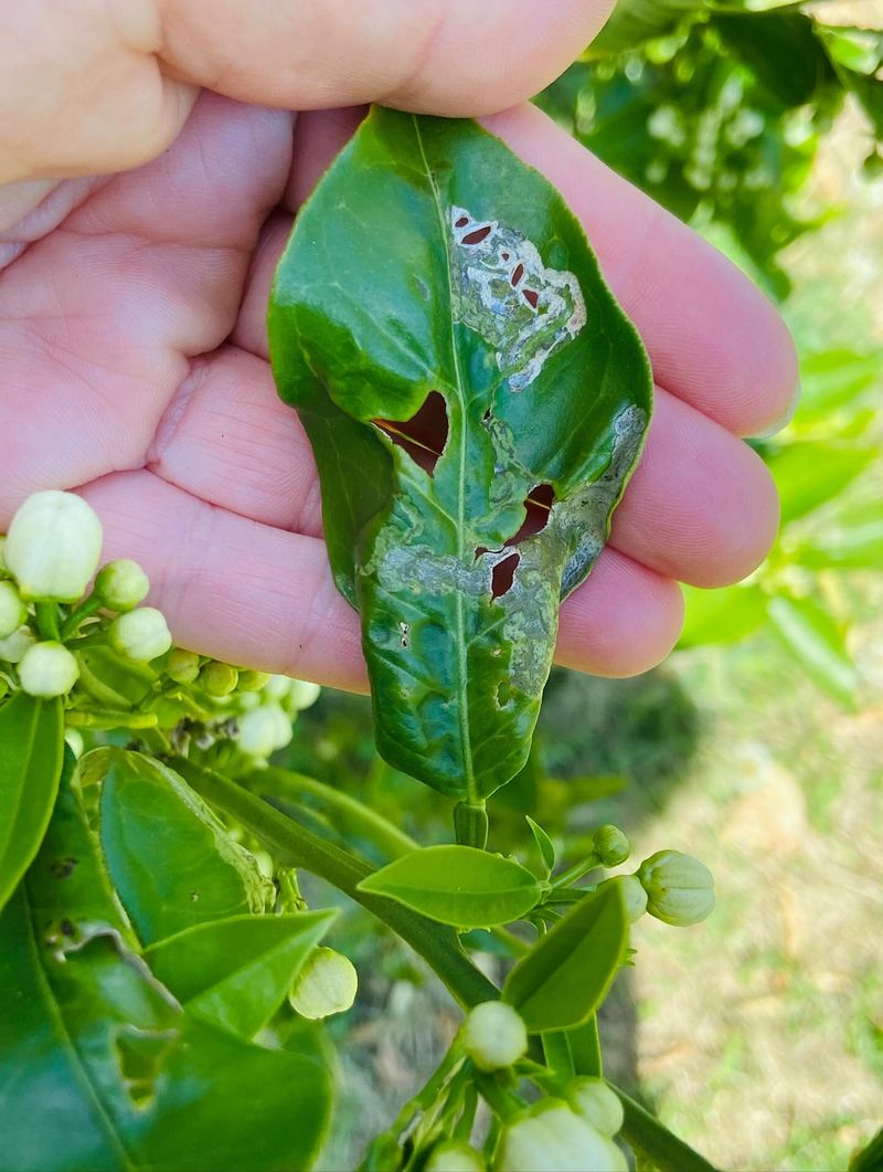 Citrus Leafminer Leaves Twisted New Growth