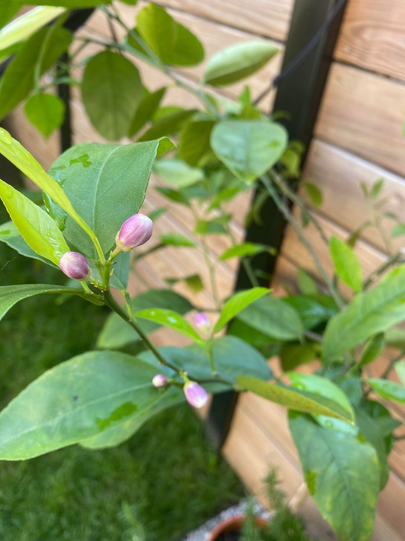 Citrus May Slip Into Alternate Bearing