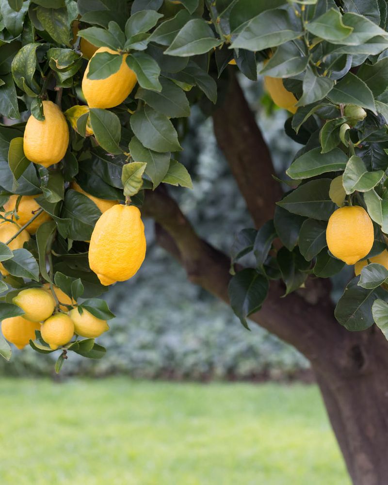 Citrus Requires Multiple Feedings Through Spring