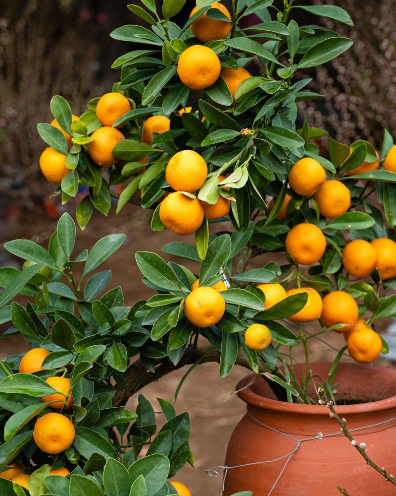 Citrus-Specific Fertilizer Supports Healthier Leaf Color